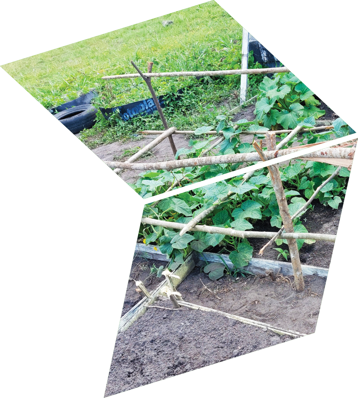 A garden with a wooden fence and plants. Description generated by AI